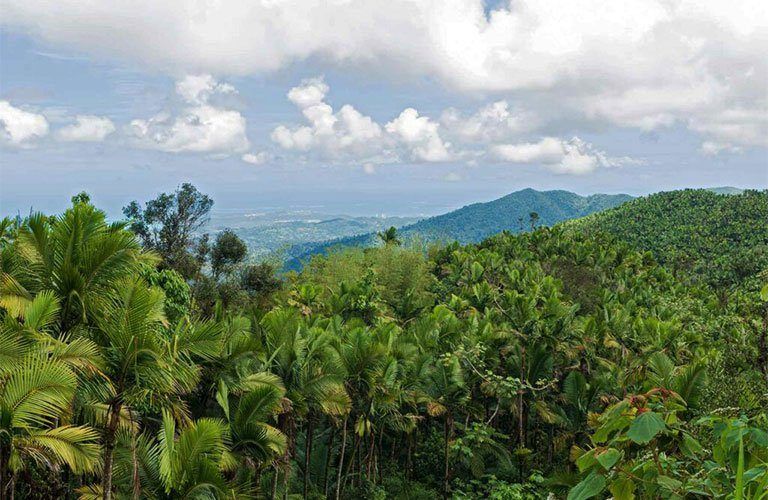 El Yunque Rainforest Tours